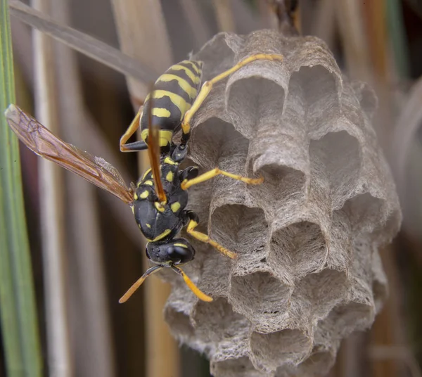 Polistes galicus bischoffi eşek arısı yuva bakımı — Stok fotoğraf