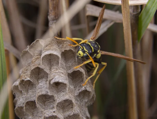 Polistes galicus bischoffi vespa vespa cuidando do ninho — Fotografia de Stock