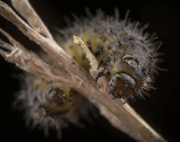 Little hairy caterpillar of dispar lymantria macro portrait — Stock Photo, Image