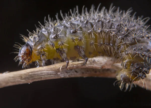 Little hairy caterpillar of dispar lymantria macro portrait — Stock Photo, Image