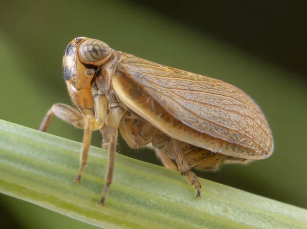 Muslsantereum maculifrons Wespenheuschrecke posiert auf grünem Blatt — Stockfoto