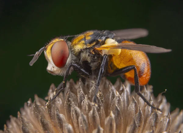 Weinig oranje vliegen met mooie ogen poseren op een plant — Stockfoto