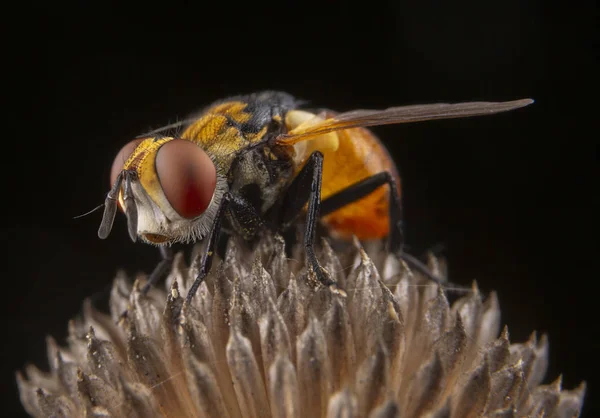 Bir bitki üzerinde poz güzel gözleri ile küçük turuncu sinek — Stok fotoğraf