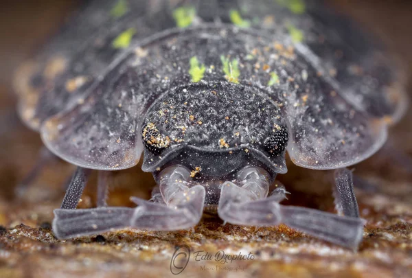 Grote vergroting portret van chuky bug Armadillium vulgare — Stockfoto