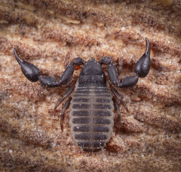 Extreme macro photography of pseudo scorpion at wood — Stock Photo, Image