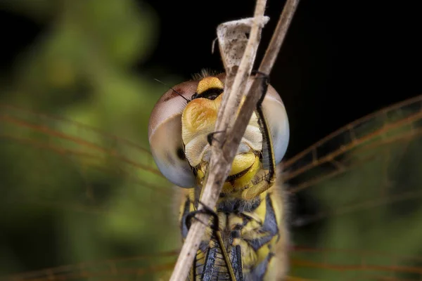 Bela fotografia macro de libélula — Fotografia de Stock