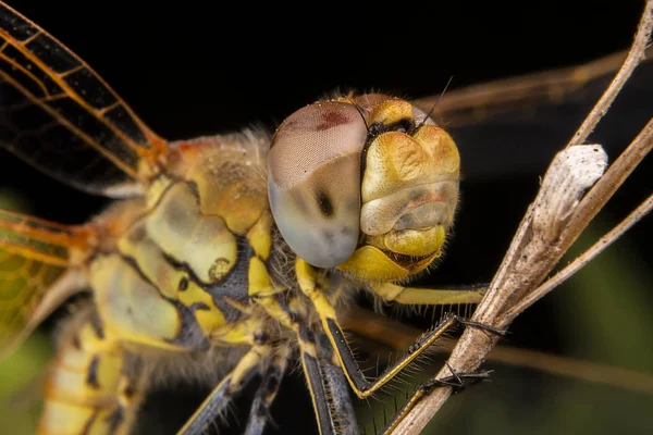 Mooie macrofotografie van Dragonfly — Stockfoto
