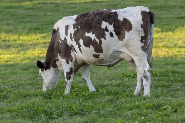 White and black cow feeding a lot of grass — Stock Photo, Image