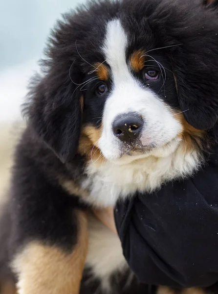 Lovely Bearnesse Bouvier bernesse mountain dog — Stock Photo, Image