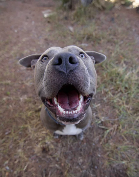 Beautiful portrait of a American Stafforshire blue terrier — Stock Photo, Image