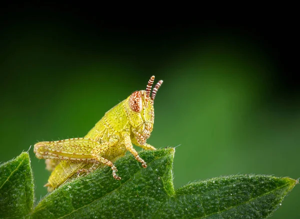 Beautiful Baby Grasshopper Posing Green Leaf — Stock Photo, Image