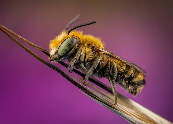 Megachile Sp 'li bir erkek. Bir dala bağlı uyuyor. — Stok fotoğraf