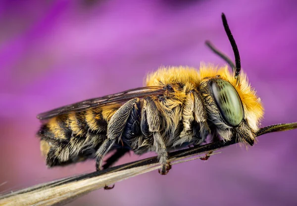 Megachile Sp 'li bir erkek. Bir dala bağlı uyuyor.
