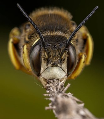 Trachusa 'lı erkek arı uykusunu bölüyor ve küçük bir dalı ısırıyor.