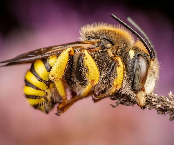 Männchen Der Biene Trachusa Interrupta Schläft Und Beißt Einen Kleinen — Stockfoto