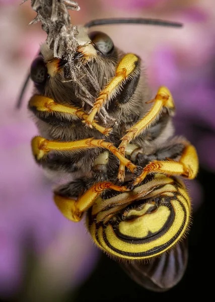 Male Trachusa Interrupta Bee Sleeping Biting Little Branch — Stock Photo, Image