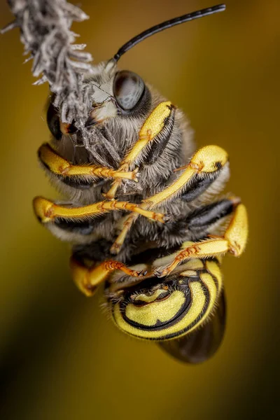Male Trachusa Interrupta Bee Sleeping Biting Little Branch — Stock Photo, Image
