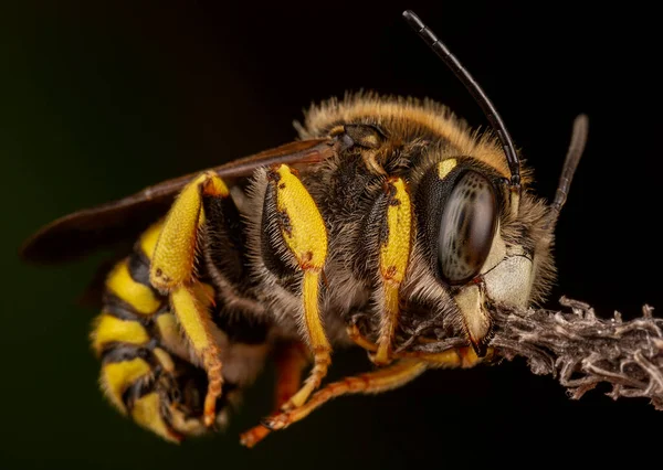 Maschio Trachusa Interrupta Ape Addormentata Mordendo Rametto — Foto Stock