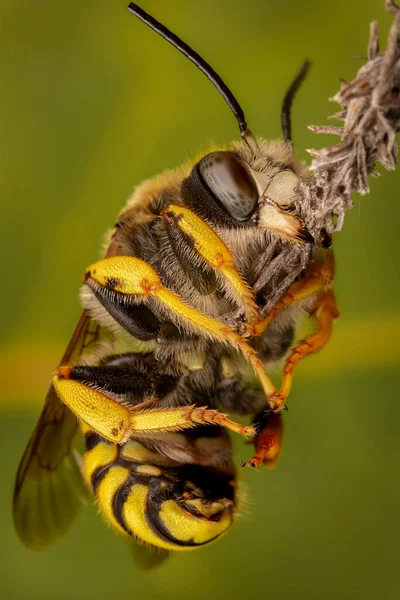 Männchen Der Biene Trachusa Interrupta Schläft Und Beißt Einen Kleinen — Stockfoto