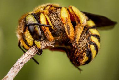 Anthidium florentinum manicatum güçlü çene kemiğiyle bir dala bağlı olarak uyuyor.