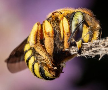 Anthidium florentinum manicatum güçlü çene kemiğiyle bir dala bağlı olarak uyuyor.