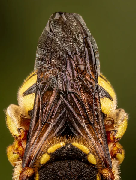 Anthidium Florentinum Manicatum Śpi Przymocowany Gałęzi Swoimi Potężnymi Żuchwami — Zdjęcie stockowe