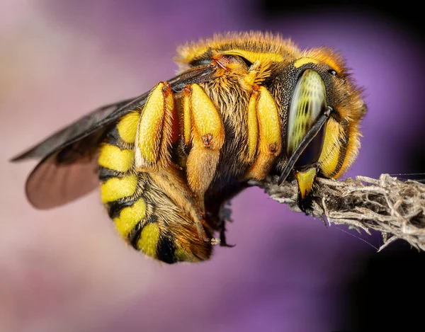 Anthidium Florentinum Manicatum Güçlü Çene Kemiğiyle Bir Dala Bağlı Olarak — Stok fotoğraf