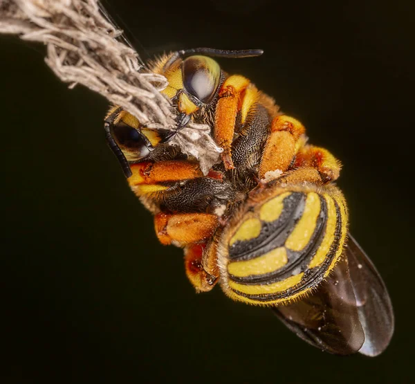 Anthidium Florentinum Manicatum Slapen Bevestigd Aan Een Tak Met Zijn — Stockfoto