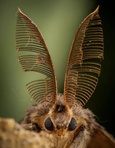 Lymantria dispar looking at camera macro photography — Stock Photo, Image