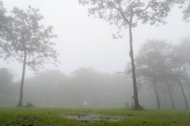 Sai Tanga Ulusal Parkı 'ndaki ormanda sis var.,