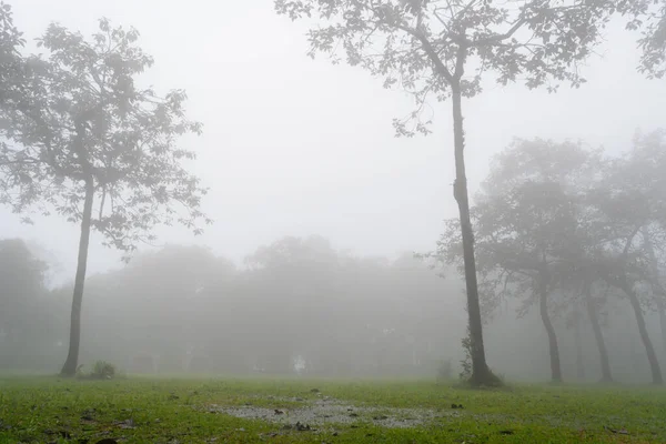 Fog Forest Sai Thong National Park — Stock Photo, Image