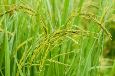  Sabah damlalı pirinç tarlaları