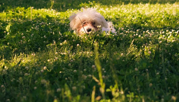 Malta köpek yavrusu çiçeklerin arkasında çimenlerin üzerinde saklanıyor