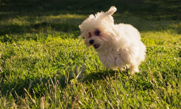 Mutlu malta köpek yavrusu çim üzerinde çalışır