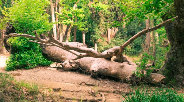 Düşmüş bir ağaç günlüğü ile gizemli orman manzarası