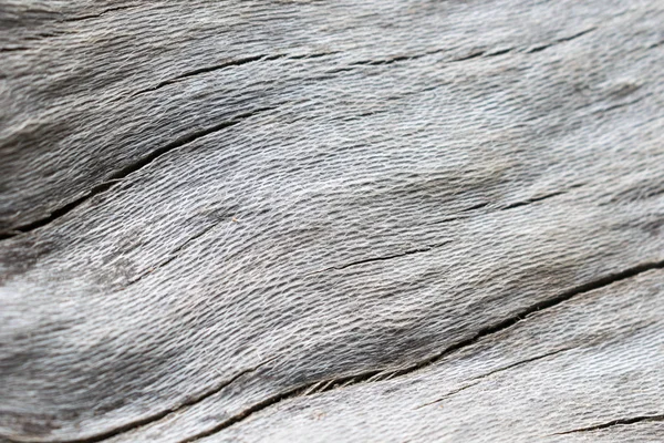 Beyaz ağaç ahşap doku