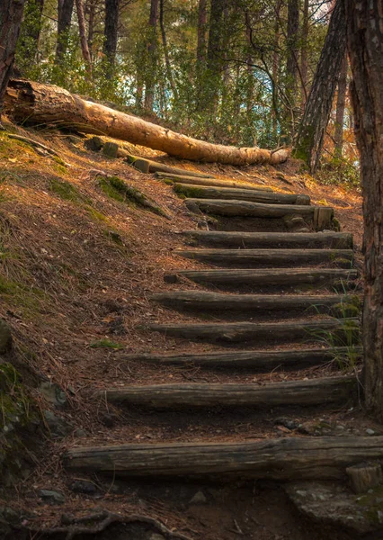 Ağaç günlüğü tarafından engellenen orman yolu