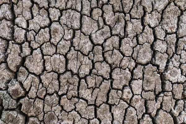 Ormanda kaba ağaç dokusu