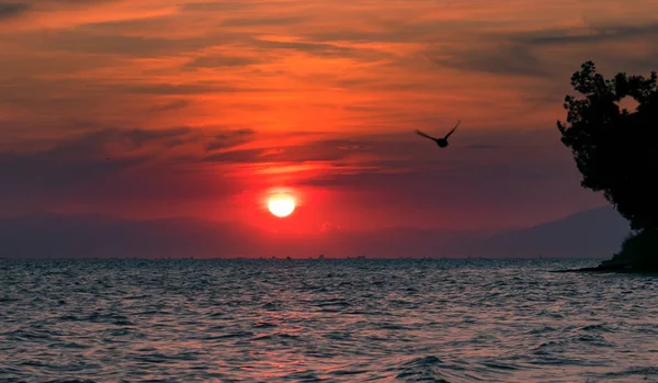Üzerinde uçan bir kuşile kırmızı gün batımı