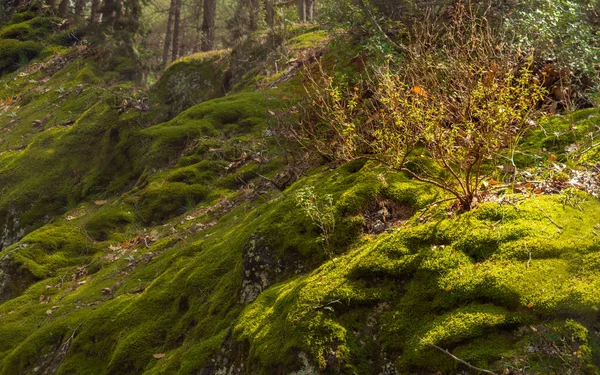 Altın saatte yosun ile bir forrest fantezi sahne