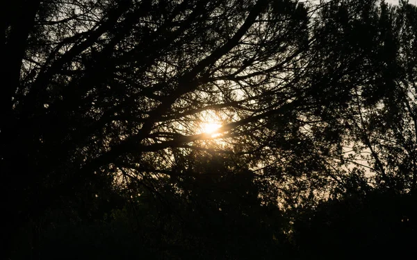 Altın saatte ağaç silueti