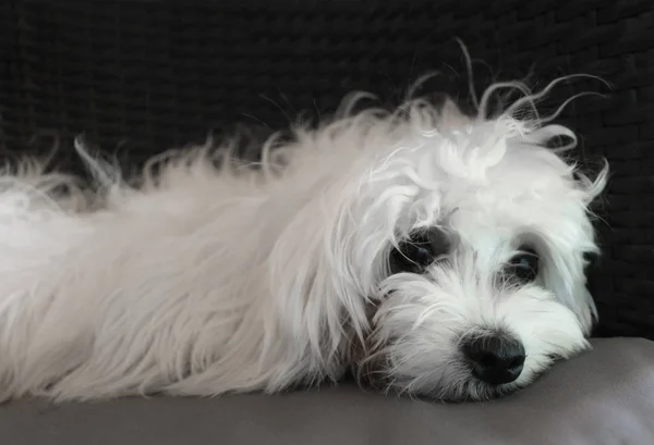 Sevimli malta köpek yavrusu geleceği düşünüyor