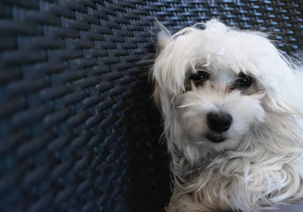 Güzel malta köpek yavrusu bir model gibi poz