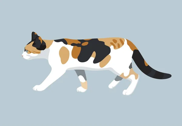 Gato Vector Ilustración Colorido Caminando Gatito Doméstico Plano Diseño Ilustraciones De Stock Sin Royalties Gratis
