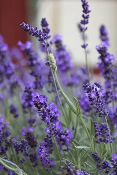 Lavanda Nei Parchi Cittadini — Foto Stock