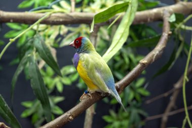Diamante-de-gould _ Erythrura gouldiae