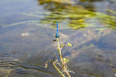 Libelinha Azul _ Blue Dragonfly - Orthetrum chrysostigma