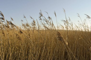 Büyük Saz alanı ile Bataklık