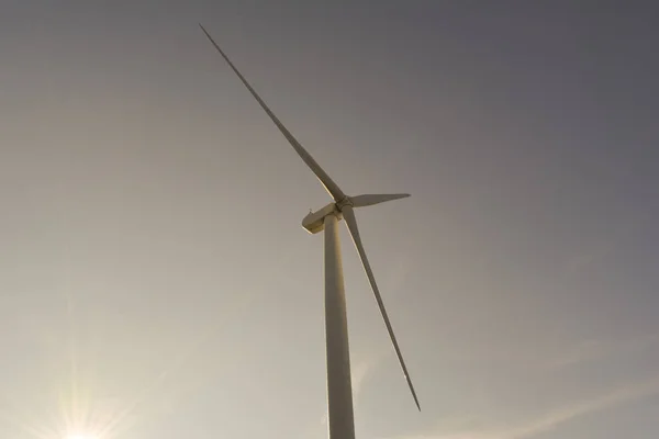 Wind tower with immobilized blades