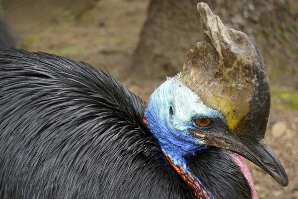 Casuario - Casuarius Casuarius — Foto de Stock